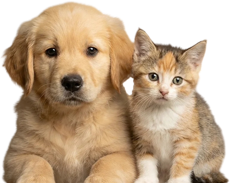 Golden-Retriever-Welpe und Katzenjunges