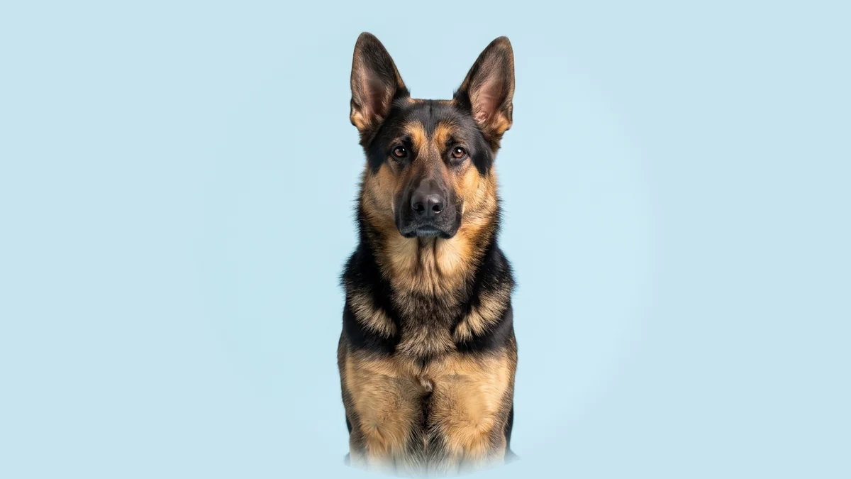 Schwarz-roter Deutscher Schäferhund mit aufrecht getragenen Ohren sitzt vor hellblauem Studiogrund.