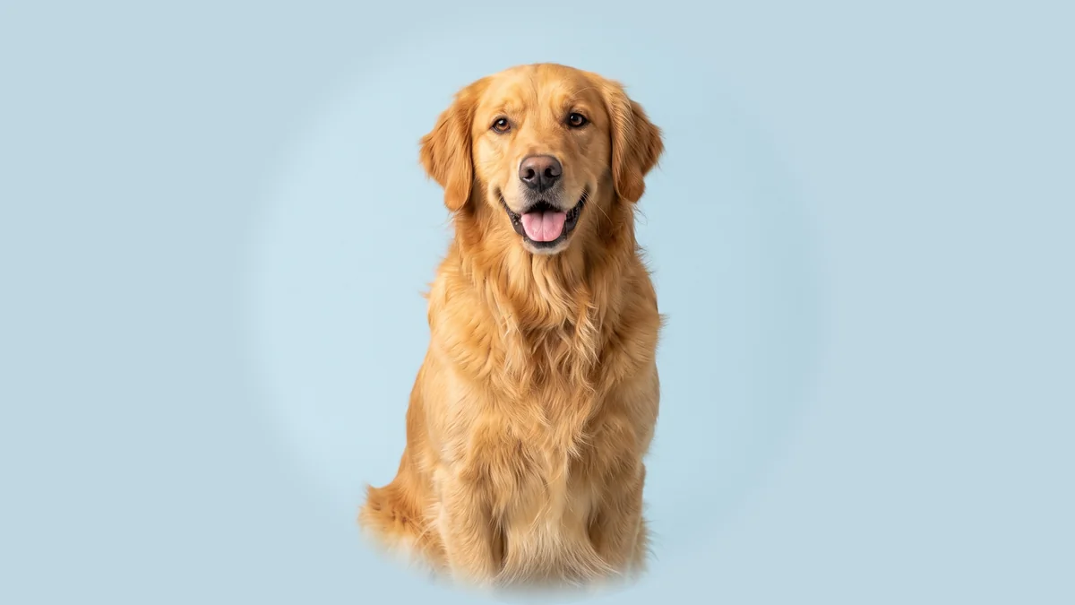 Golden Retriever mit dichtem goldfarbenem Fell sitzt hechelnd vor hellblauem Studiogrund.