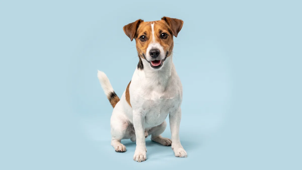 Weiß-brauner Jack Russell Terrier mit Kippohren und aufgestellter Rute sitzt vor hellblauem Studiogrund.