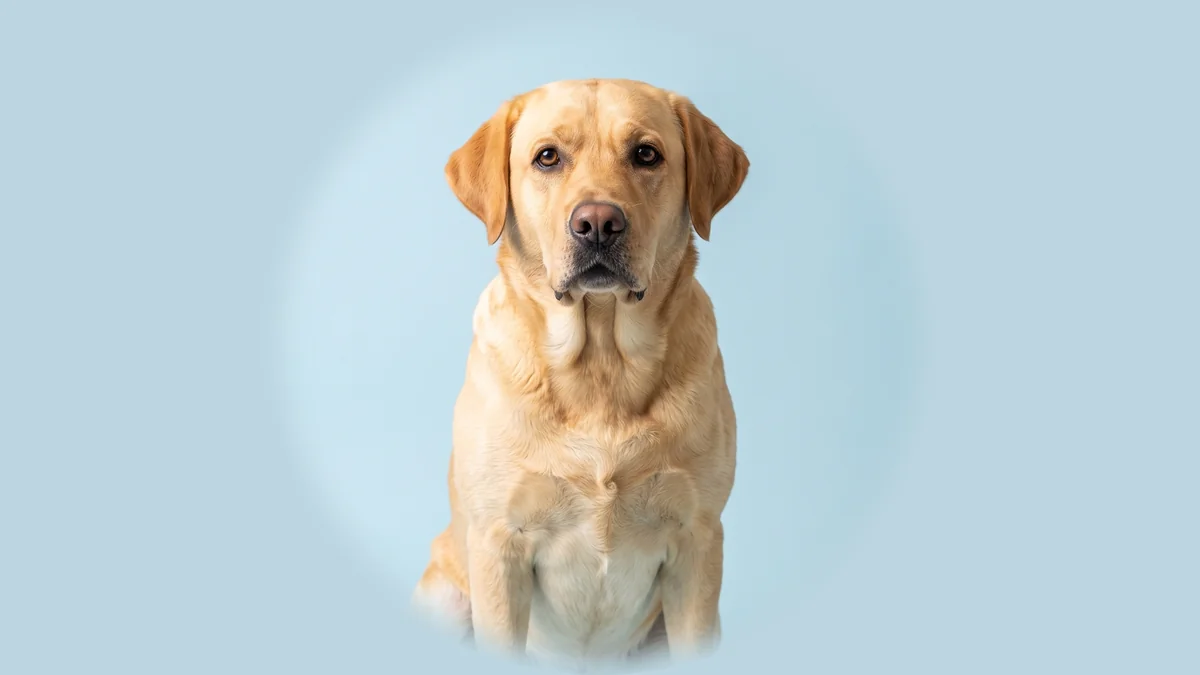 Blonder Labrador Retriever mit breitem Schädel und Hängeohren sitzt vor hellblauem Studiogrund.