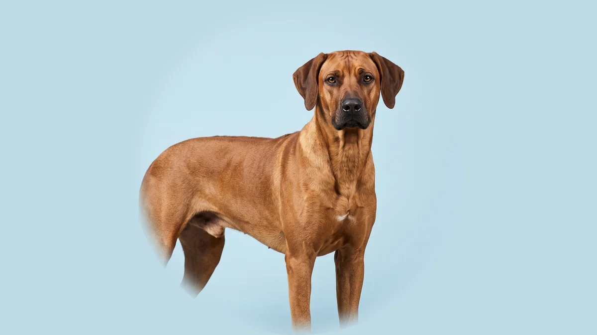 Rotbrauner Rhodesian Ridgeback steht seitlich vor hellblauem Studiogrund und blickt zur Kamera.