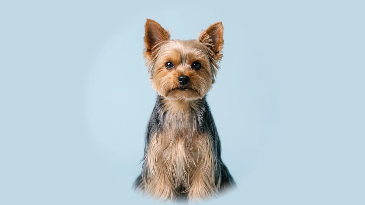 Yorkshire Terrier mit stahlblau-lohfarbenem langem Fell und Stehohren sitzt vor hellblauem Studiogrund.